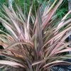 Phormium Rainbow Sunrise - Lin De Nouvelle-Zélande -Promesse Fleurs Boutique Phormium Rainbow Sunrise 85029 1