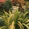 Phormium Tenax Yellow Wave - Lin De Nouvelle-Zélande -Promesse Fleurs Boutique Phormium Yellow Wave 83433 1