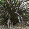 Phormium Cookianum Black Adder - Lin Des Montagnes. -Promesse Fleurs Boutique Phormium cookianum Black adder 83417 1