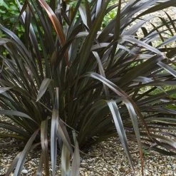 Phormium Cookianum Black Adder - Lin Des Montagnes.