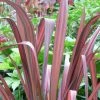 Phormium Tenax Evening Glow - Lin De Nouvelle-Zélande -Promesse Fleurs Boutique Phormium tenax Evening Glow 83430 1