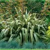 Phormium Tenax Variegatum - Lin De Nouvelle-Zélande -Promesse Fleurs Boutique Phormium tenax Variegatum 81321 1 1