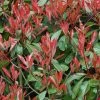 Photinia Little Red Robin 2 Photinia Little Red Robin -Promesse Fleurs Boutique Photinia Fraseri Little Red Robin 781765 1