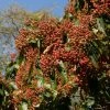 Photinia Beauverdiana Var. Notabilis -Promesse Fleurs Boutique Photinia beauverdiana var notabilis 87148 1