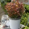 Photinia Fraseri Chico -Promesse Fleurs Boutique Photinia fraseri Chico 85646 1