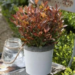 Photinia Fraseri Chico