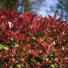Photinia Fraseri Devil's Dream -Promesse Fleurs Boutique Photinia fraseri Devil s Dream IF 17927 1