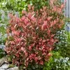 Photinia Fraseri Little Fenna 2 Photinia Fraseri Little Fenna -Promesse Fleurs Boutique Photinia fraseri Little Fenna copyright 17928 1