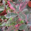 Photinia Fraseri Louise 1 Photinia Fraseri Louise -Promesse Fleurs Boutique Photinia fraseri Louise 85797 1
