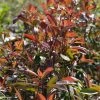 Photinia Fraseri Red Ballcoon 2 Photinia Fraseri Red Ballcoon -Promesse Fleurs Boutique Photinia fraseri Red Ballcoon V 19040 1