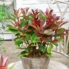 Photinia Fraseri Red Light -Promesse Fleurs Boutique Photinia fraseri Red Light copyright 17929 1