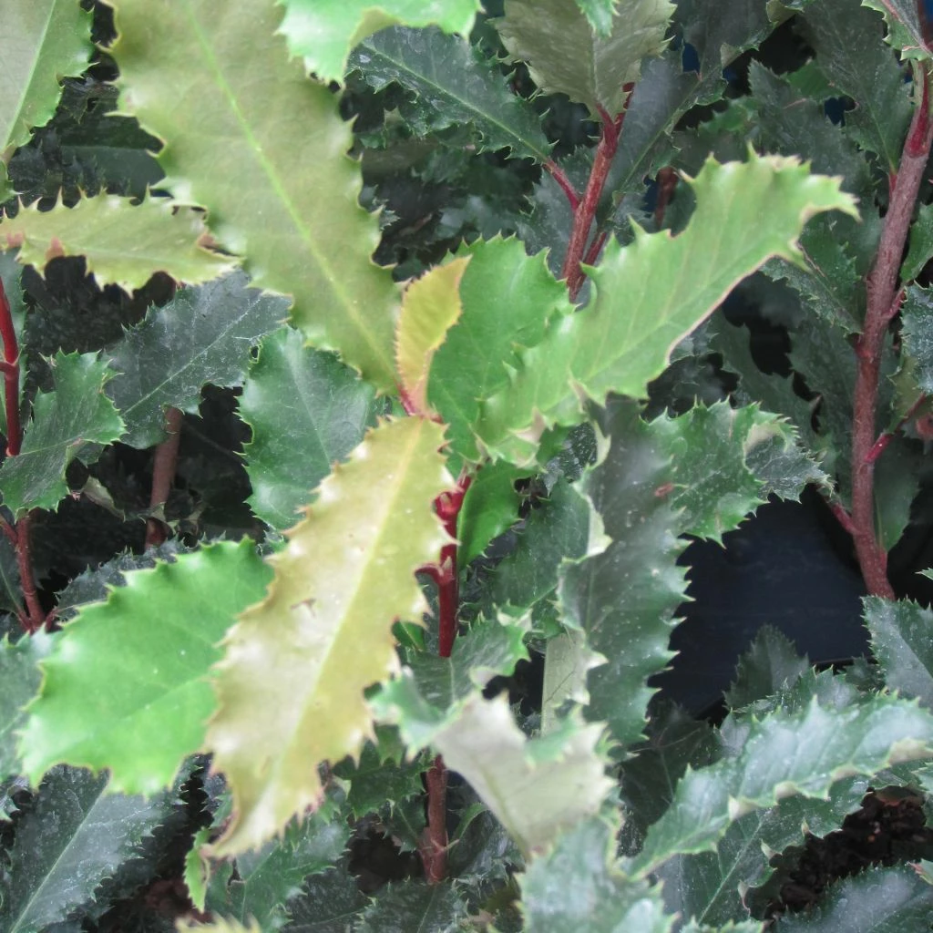 Photinia Serratifolia Crunchy 3 Photinia Serratifolia Crunchy