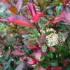 Photinia Fraseri Baton Rouge