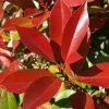 Photinia Fraseri Dynamo Red 2 Photinia Fraseri Dynamo Red -Promesse Fleurs Boutique Photinia x fraseri Dynamo Red copyright 1007591 1