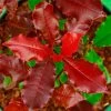 Photinia X Fraseri Magical Volcano -Promesse Fleurs Boutique Photinia x fraseri Magical Volcano 100158 1