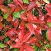 Photinia Fraseri Dicker Toni