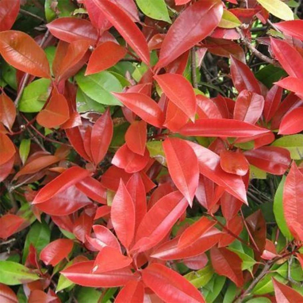 Photinia Fraseri Dicker Toni 3 Photinia Fraseri Dicker Toni