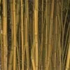 Phyllostachys Aureosulcata Spectabilis - Bambou Moyen
