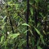 Bambou Noir - Phyllostachys Nigra -Promesse Fleurs Boutique Phyllostachys nigra ld Howard Dickins 9575 1