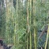 Phyllostachys Viridiglaucescens - Bambou Géant 2 Phyllostachys Viridiglaucescens - Bambou Géant -Promesse Fleurs Boutique Phyllostachys viridiglaucescens 84915 1
