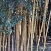 Phyllostachys Viridis Sulphurea - Bambou 1 Phyllostachys Viridis Sulphurea - Bambou -Promesse Fleurs Boutique Phyllostachys viridis Sulphurea 84916 1