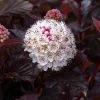 Physocarpus Opulifolius Lady In Red - Physocarpe à Feuillage Pourpre 2 Physocarpus Opulifolius Lady In Red - Physocarpe à Feuillage Pourpre -Promesse Fleurs Boutique Physocarpus lady in red copyright promesse Fabien 813362 1