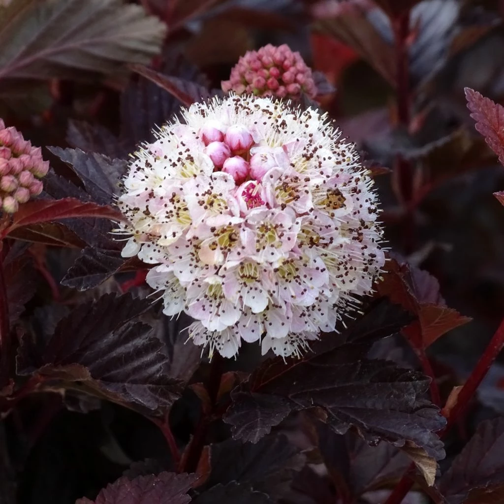 Physocarpus Opulifolius Lady In Red - Physocarpe à Feuillage Pourpre 3 Physocarpus Opulifolius Lady In Red - Physocarpe à Feuillage Pourpre