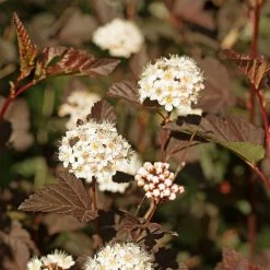 Physocarpus Opulifolius Perspektiva
