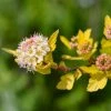Physocarpus Opulifolius Tiny Wine Gold -Promesse Fleurs Boutique Physocarpus opulifolius Tiny Wine Gold copyright 1007661 1