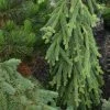 Picea Abies Frohburg - Epicea Pleureur 1 Picea Abies Frohburg - Epicea Pleureur -Promesse Fleurs Boutique Picea abies Frohburg 0675002 1
