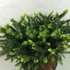 Epicea Commun - Picea Abies Hana Subutus -Promesse Fleurs Boutique Picea abies Hana Subutus 676002 1