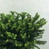 Epicea Commun - Picea Abies Maxwellii -Promesse Fleurs Boutique Picea abies Maxwellii 679002 1