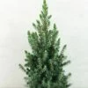 Epinette Blanche - Picea Glauca Conica Blue -Promesse Fleurs Boutique Picea glauca Conica Blue 0684002 1