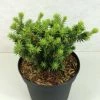 Epinette Blanche - Picea Glauca Cy's Wonder 1 Epinette Blanche - Picea Glauca Cy's Wonder -Promesse Fleurs Boutique Picea glauca Cy s Wonder 685002 1