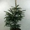 Epinette Noire - Picea Mariana Aurea -Promesse Fleurs Boutique Picea mariana Aurea 695002 1