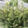 Epicea De Serbie - Picea Omorika Karel -Promesse Fleurs Boutique Picea omorika Karel 0699002 1