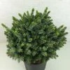 Epicea De Serbie - Picea Omorika Morava -Promesse Fleurs Boutique Picea omorika Morava 701002 1