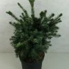 Epicea De Serbie - Picea Omorika Wodan 1 Epicea De Serbie - Picea Omorika Wodan -Promesse Fleurs Boutique Picea omorika Wodan 703002 1