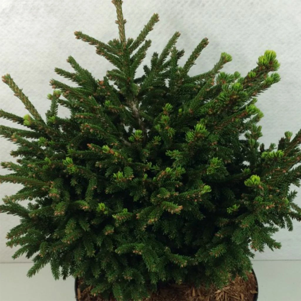 Picea Orientalis Barnes - Sapinette D'Orient 3 Picea Orientalis Barnes - Sapinette D'Orient