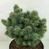 Picea Pungens Brynek - Epicea Bleu 2 Picea Pungens Brynek - Epicea Bleu -Promesse Fleurs Boutique Picea pungens Brynek 709002 1