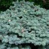 Epicea Bleu - Picea Pungens Glauca Globosa -Promesse Fleurs Boutique Picea pungens Glauca Globosa 0710002 1