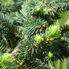 Epicea Bleu - Picea Pungens Sonia 2 Epicea Bleu - Picea Pungens Sonia -Promesse Fleurs Boutique Picea pungens Sonia C 715002 1