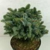 Epicea De Sitka - Picea Sitchensis Rom -Promesse Fleurs Boutique Picea sitchensis Rom 719002 1