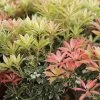 Andromède Du Japon - Pieris Japonica Flaming Silver -Promesse Fleurs Boutique Pieris Flaming Silver 84205 1