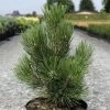 Pin De Bosnie - Pinus Heldreichii Malinkii
