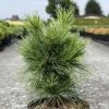Pin - Pinus Schwerinii Wiethorst -Promesse Fleurs Boutique Pin Pinus schwerinii Wiethorst IF 1007942 1