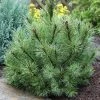 Pin à Crochets Ou Pin De Briançon - Pinus Uncinata -Promesse Fleurs Boutique Pin a crochets ou Pin de Briancon Pinus uncinata IF 19078 1