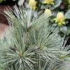 Pin De Weymouth Nain - Pinus Strobus Mary Butler -Promesse Fleurs Boutique Pin de Weymouth nain Pinus strobus Mary Butler IF 19074 1