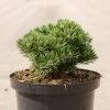 Pin De Montagne - Pinus Mugo Sherwood Compact 1 Pin De Montagne - Pinus Mugo Sherwood Compact -Promesse Fleurs Boutique Pin de montagne Pinus mugo Sherwood Compact IF 1007912 1