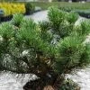 Pin De Montagne - Pinus Mugo Carsten's Wintergold -Promesse Fleurs Boutique Pin de montagne pinus mugo Carsten s Wintergold IF 1007872 1